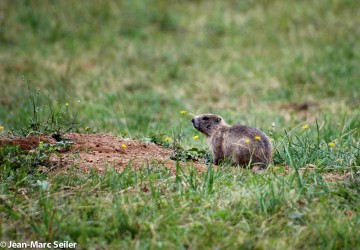 marmottes 1