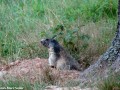 marmottes 3